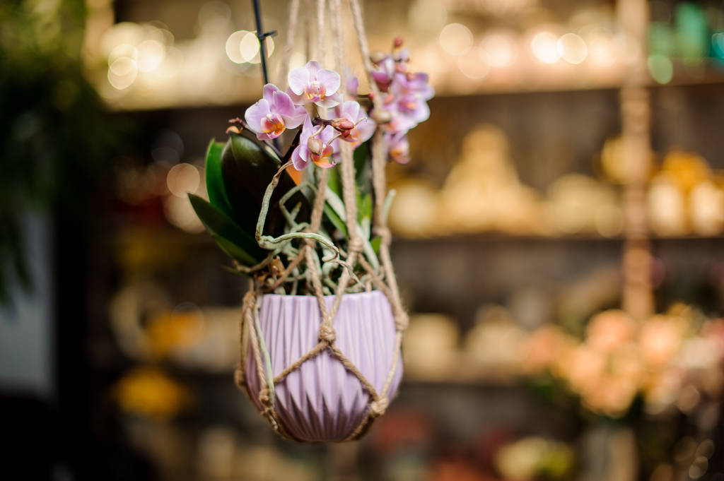 orchidea di colore rosa con foglie verdi nel vaso rosa sospeso su corde
 - Foto, immagini