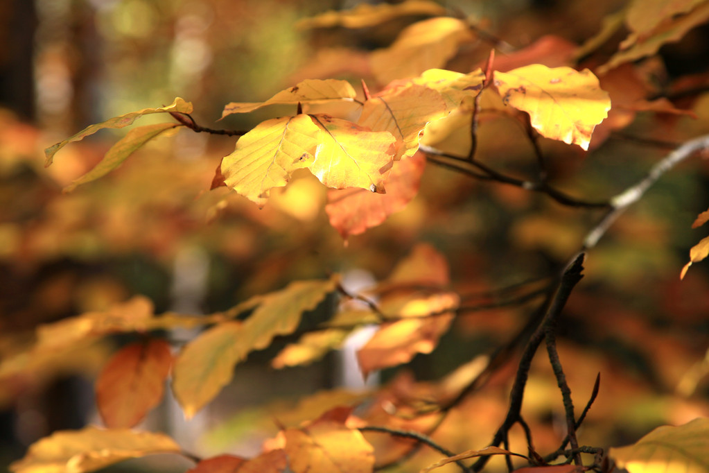 Variations d'automne. Art de la nature
. - Photo, image