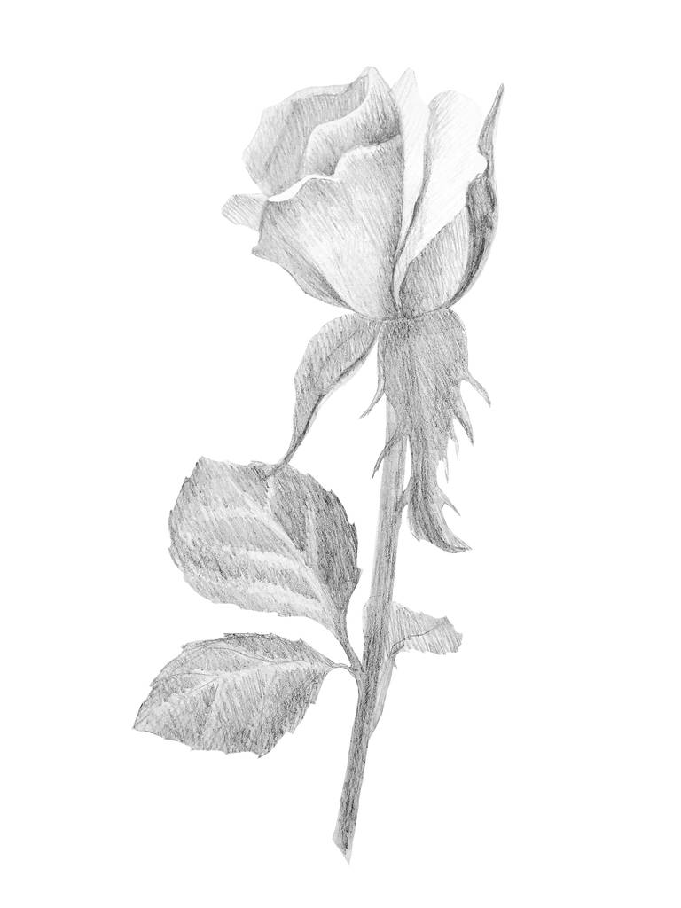 Bosquejo a lápiz botánico de rosas sobre fondo blanco
 - Foto, imagen