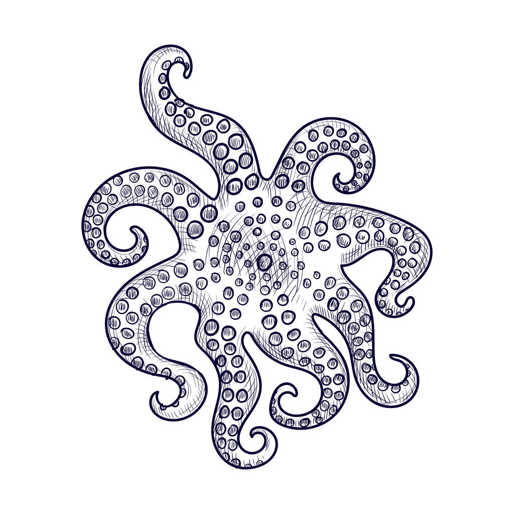 vector drawing octopus - Vector, Image