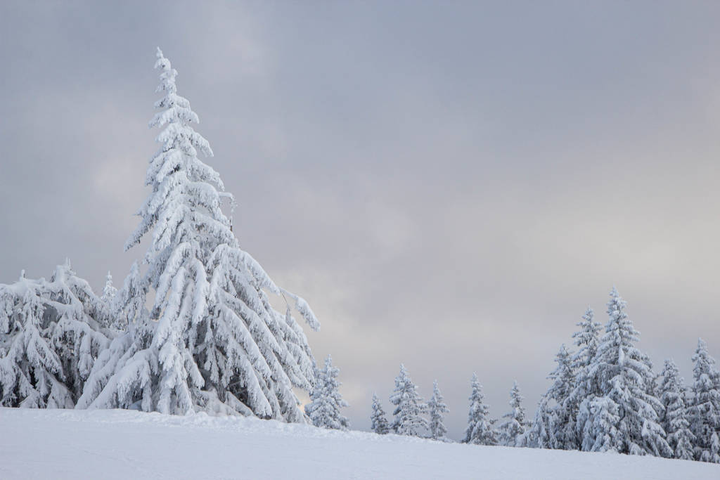 mänty linnoitus peitetty lumella Alpeilla
 - Valokuva, kuva
