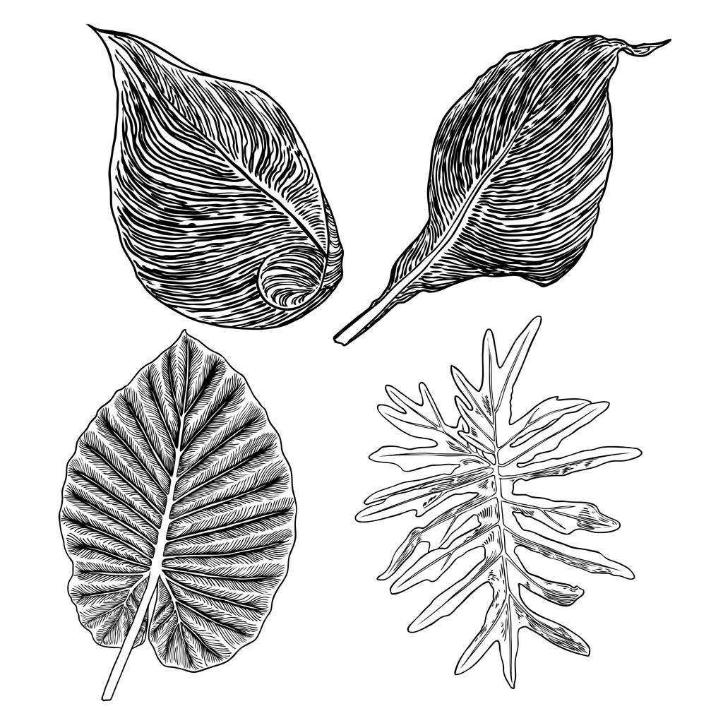 Ręcznie rysowane liście botaniczne gałęzie i paproć. Dom udomowiony - Wektor, obraz