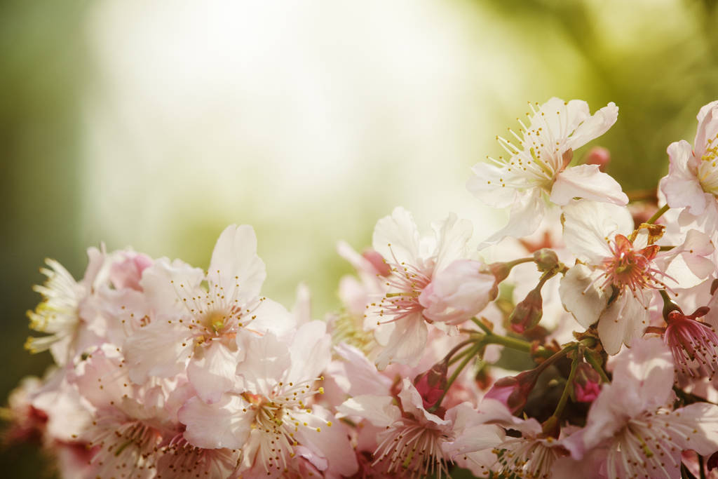Το ροζ sakura όμορφο λουλούδι με ωραίο φόντο χρώμα - Φωτογραφία, εικόνα