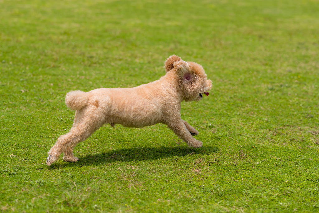 Caniche chien courir dans le parc - Photo, image