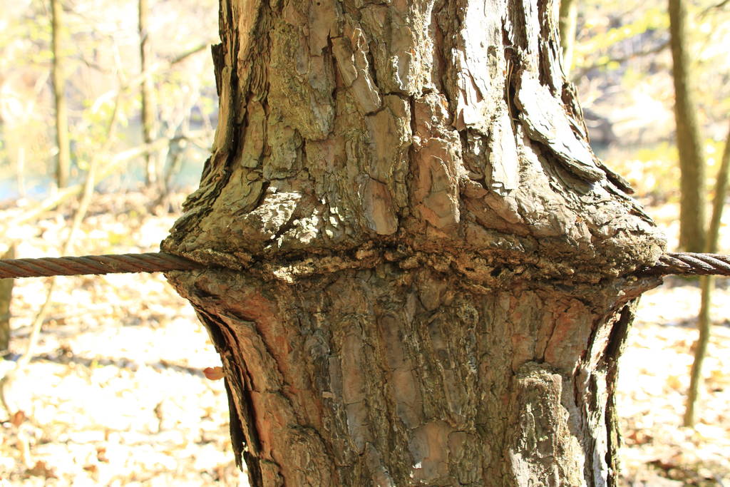 Draadtouw is uitgegroeid tot de stam van een boom. - Foto, afbeelding