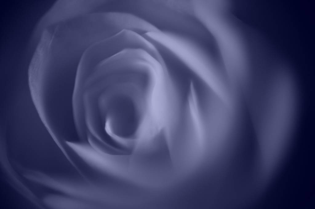 Un fascinante primer plano de una rosa perfecta para el contenido relacionado con el día de San Valentín
 - Foto, imagen