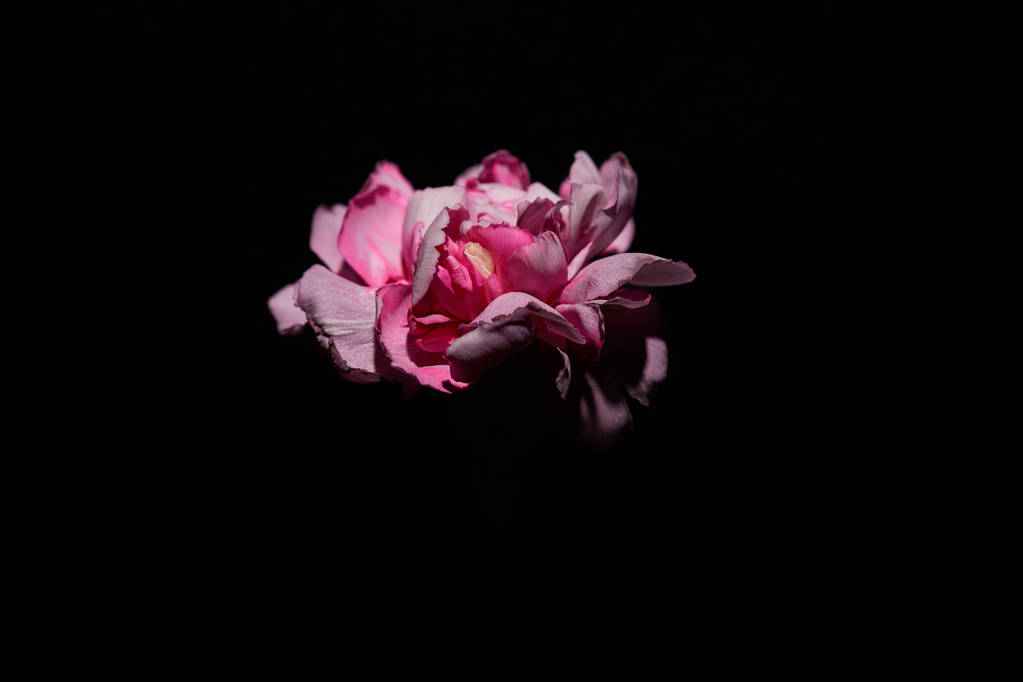 Roze kruidnagel bloem geïsoleerd op zwart - Foto, afbeelding