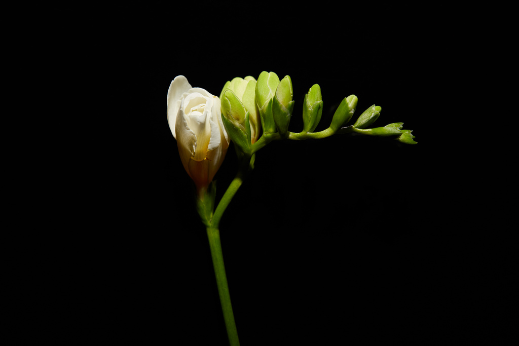 Flor de freesia blanca en tallo aislado en negro
 - Foto, imagen