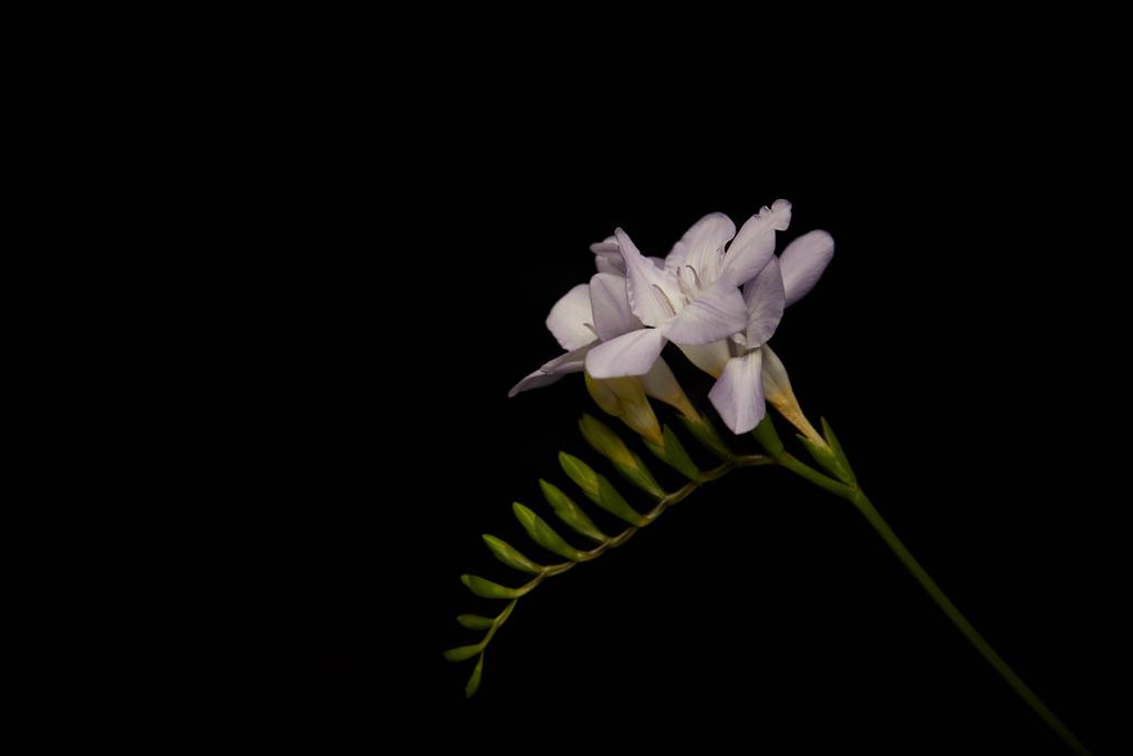 Bloemen van freesia geïsoleerd op zwart - Foto, afbeelding