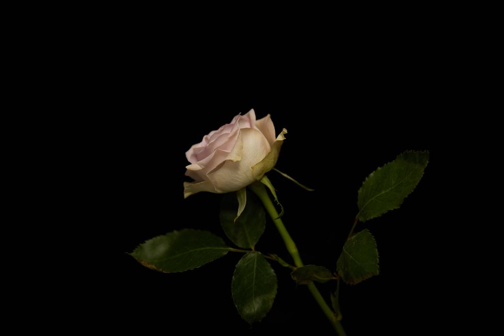 Rose with green leaves isolated on black - 写真・画像