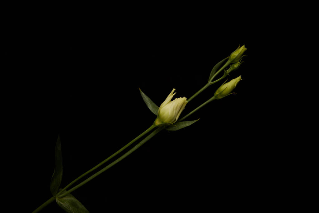 Eustoma flower with buds isolated on black - Photo, Image