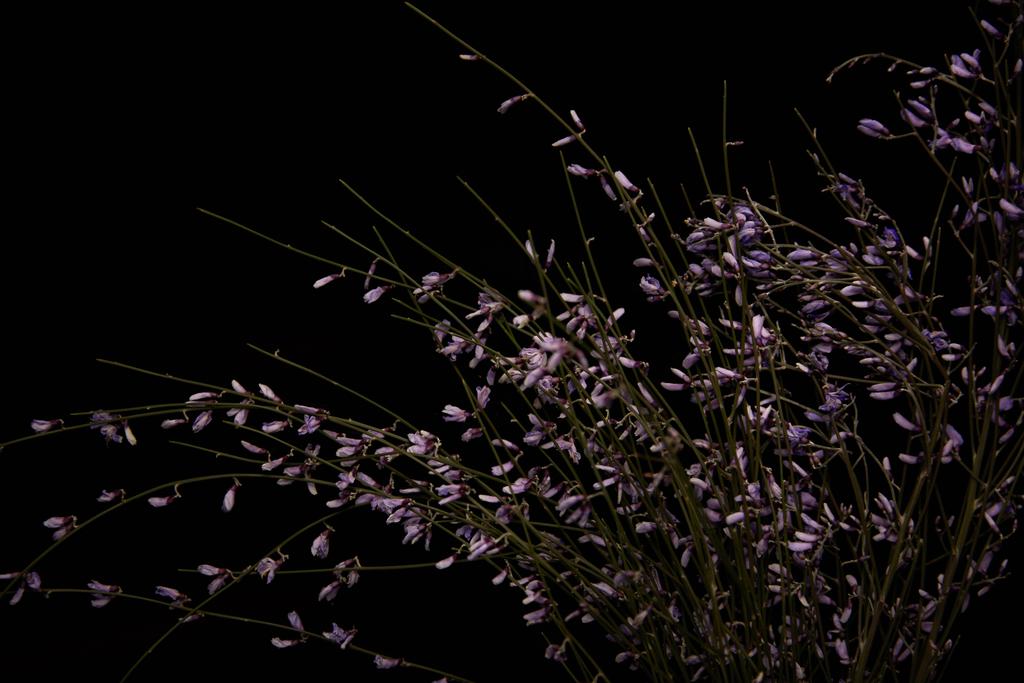 Wildflowers with violet petals isolated on black - Fotoğraf, Görsel