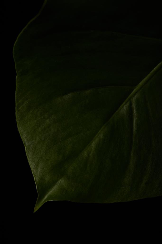 Nahaufnahme des grünen Blattes der Pflanze isoliert auf schwarz - Foto, Bild