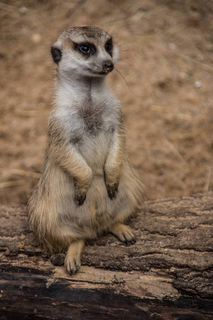 meerkat suricate zvíře v přírodě - Fotografie, Obrázek