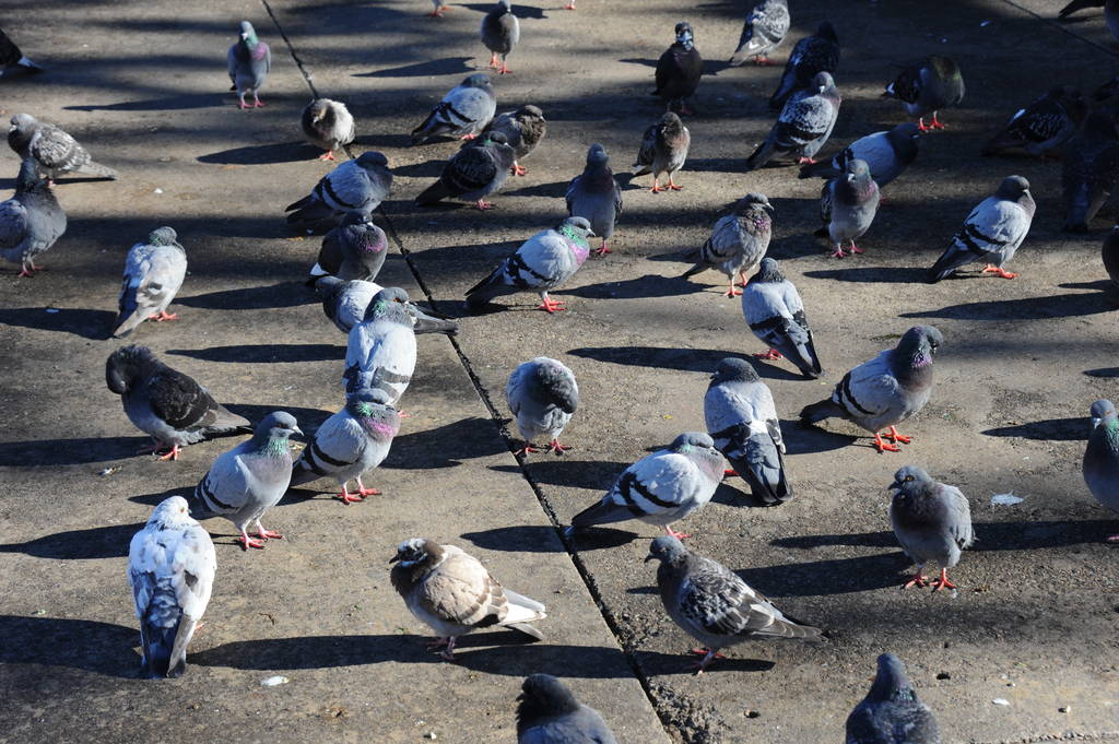 мальовничий вид на голубиних птахів
 - Фото, зображення