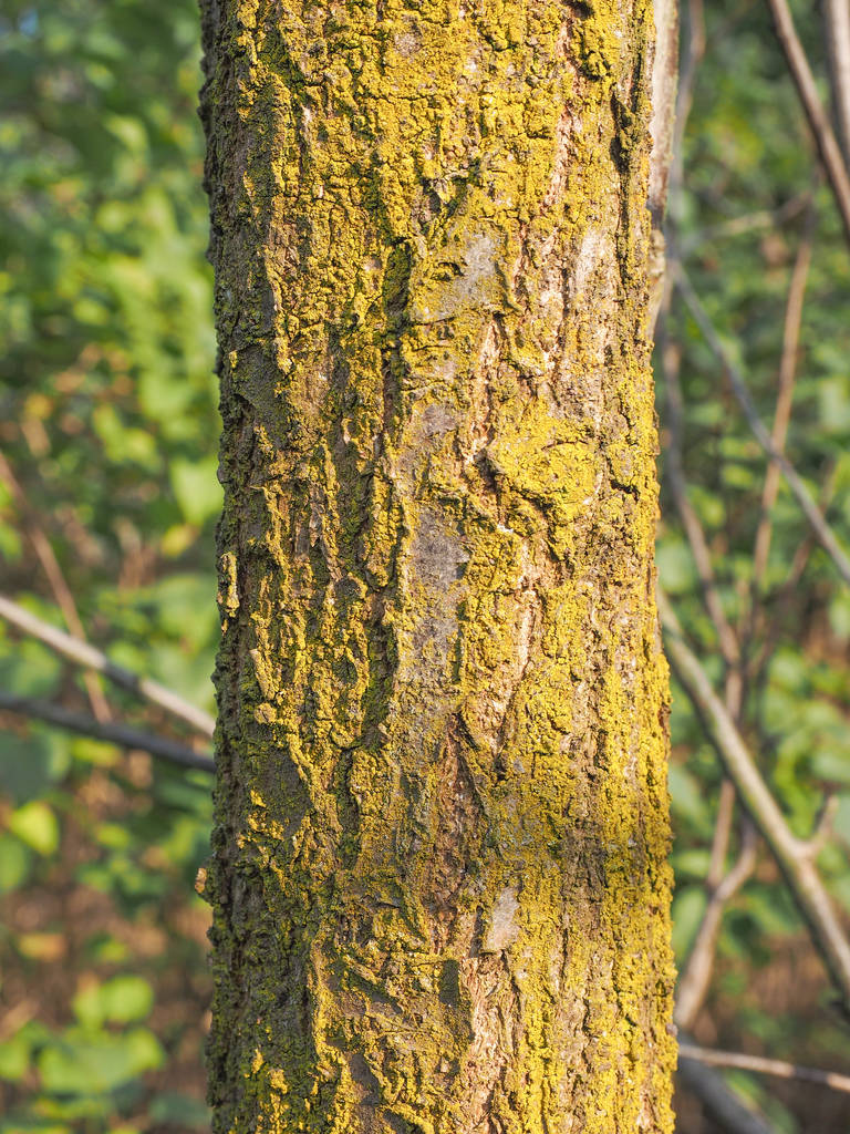 boomschors, natuurhout getextureerd - Foto, afbeelding