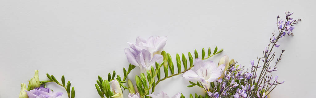 top view of violet and purple flowers on white background, panoramic shot - Photo, Image