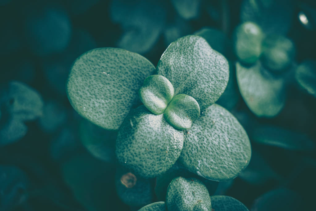 Yeşil Yaprak dokusu; doğa arkaplanı - Fotoğraf, Görsel