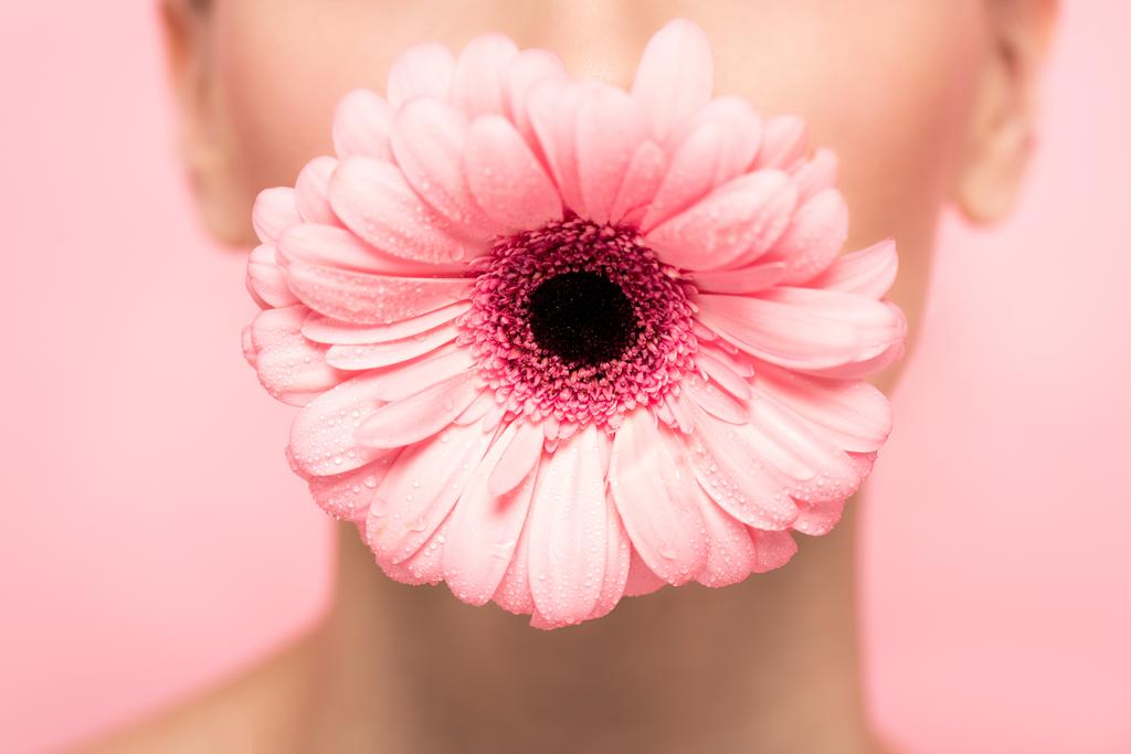 vágott kilátás lány gazdaság rózsaszín gerbera virág a szájban, elszigetelt rózsaszín - Fotó, kép