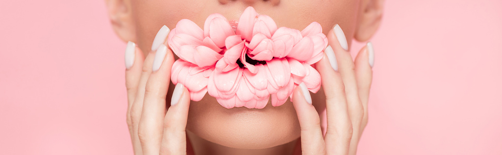 口の中にピンクの花を持つ柔らかい女性のクロップドビュー,ピンクに隔離されました,パノラマショット  - 写真・画像