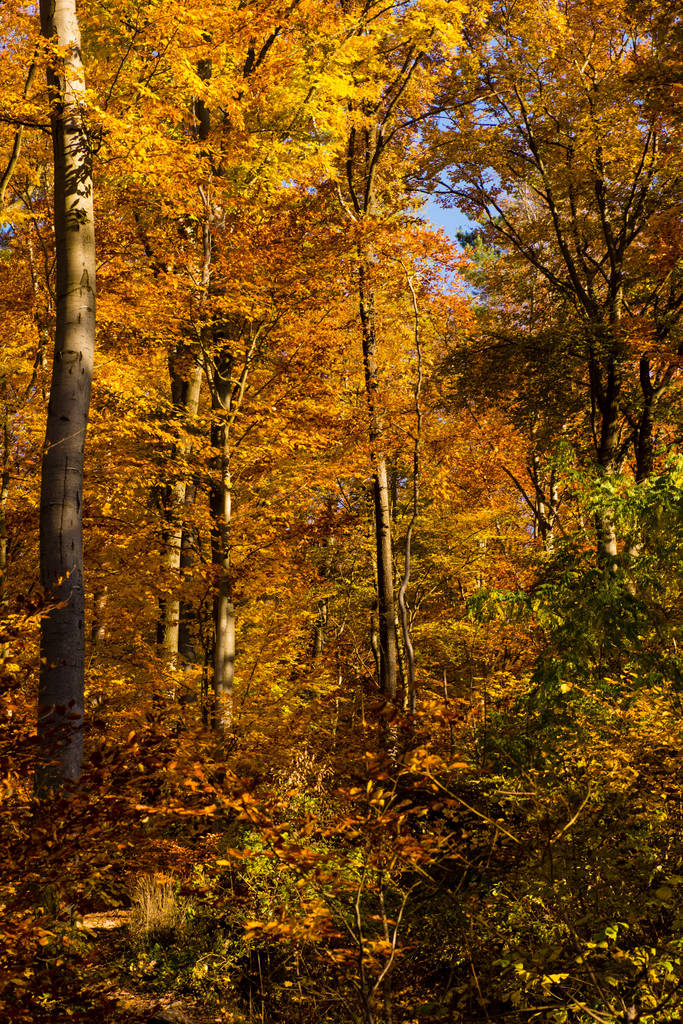 hojas de colores brillantes en el bosque - Foto, imagen