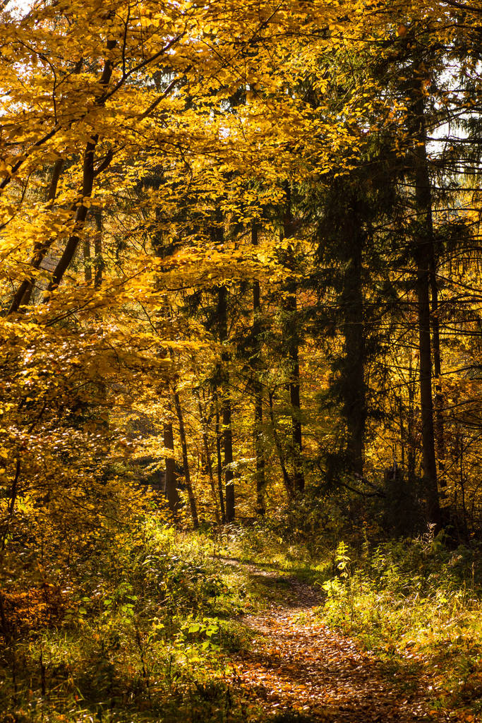 jesienny las, liście jesienne - Zdjęcie, obraz