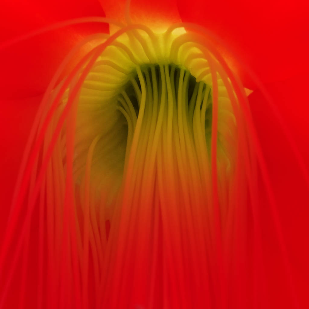 Цветочный корень и тычинки пасхального кактуса - hatiora
 - Фото, изображение