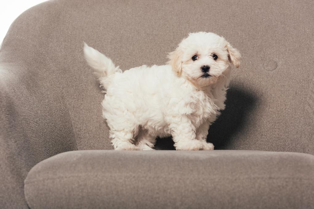 cute and white Havanese puppy standing on armchair  - Photo, Image