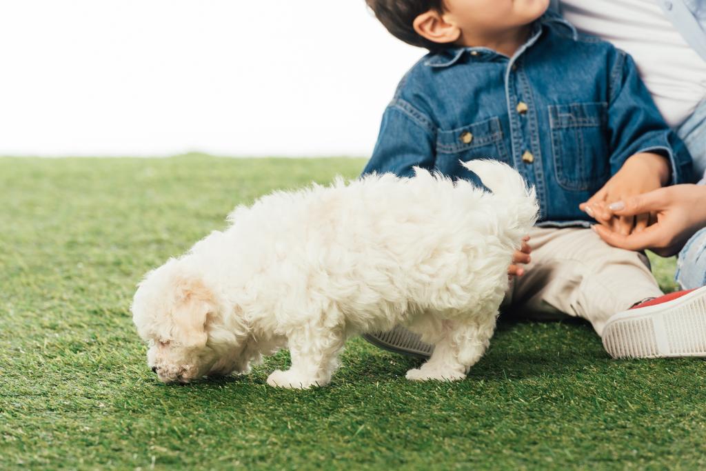 bijgesneden beeld van moeder en zoon hand in hand en Havanezer puppy ruiken gras geïsoleerd op wit - Foto, afbeelding