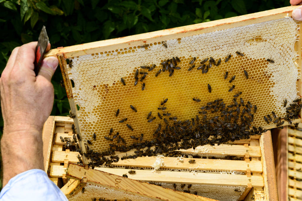 apicultor no trabalho com favo de mel, mel - Foto, Imagem