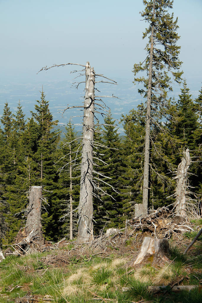 деревья, стволы деревьев, линия деревьев в Альпах с голубым небом
 - Фото, изображение