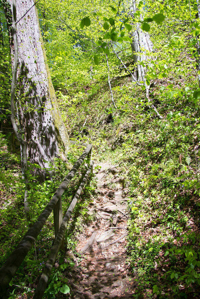 geplaveid pad in een bos in Stiermarken - Foto, afbeelding