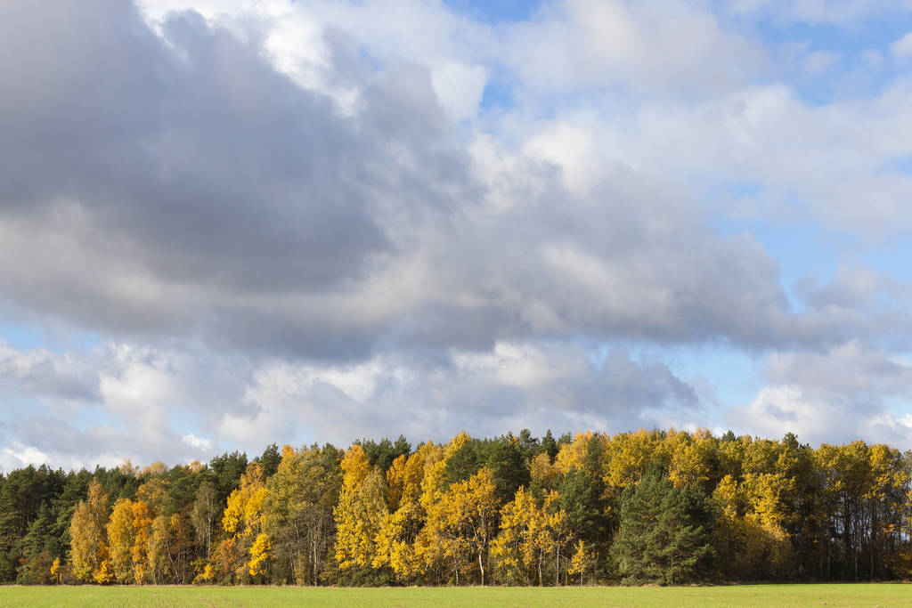 valokuvattuja puita ja luontoa syksyllä, keltaista kasvillisuutta ja puita
 - Valokuva, kuva
