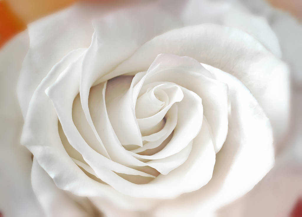 La plus belle rose blanche. Gros plan du noyau d'une rose
. - Photo, image