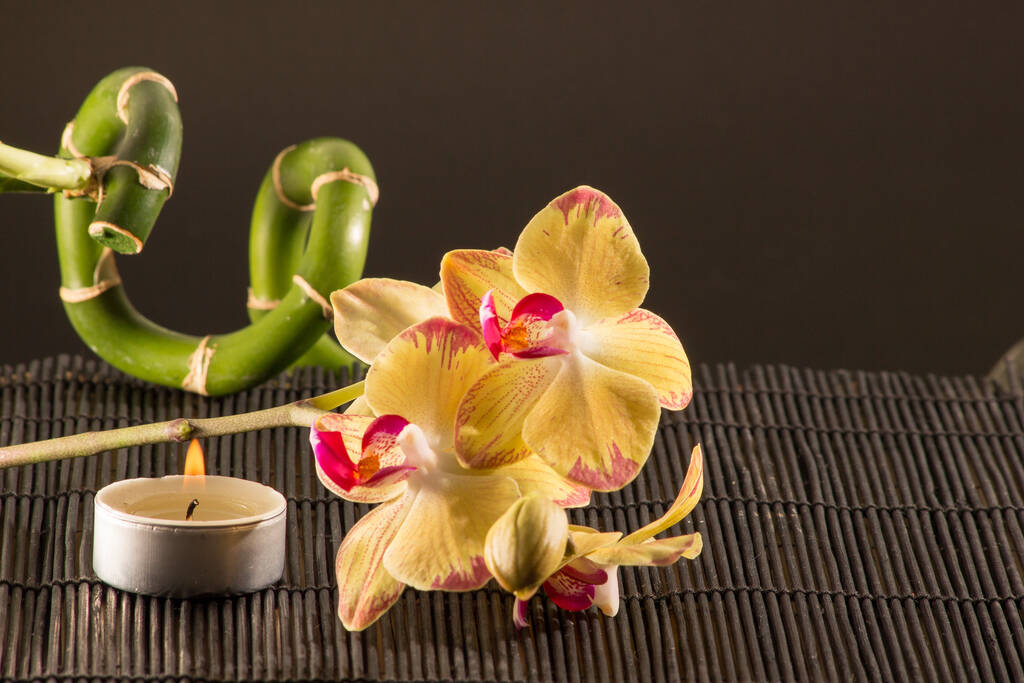 květinová botanika, orchidej - Fotografie, Obrázek