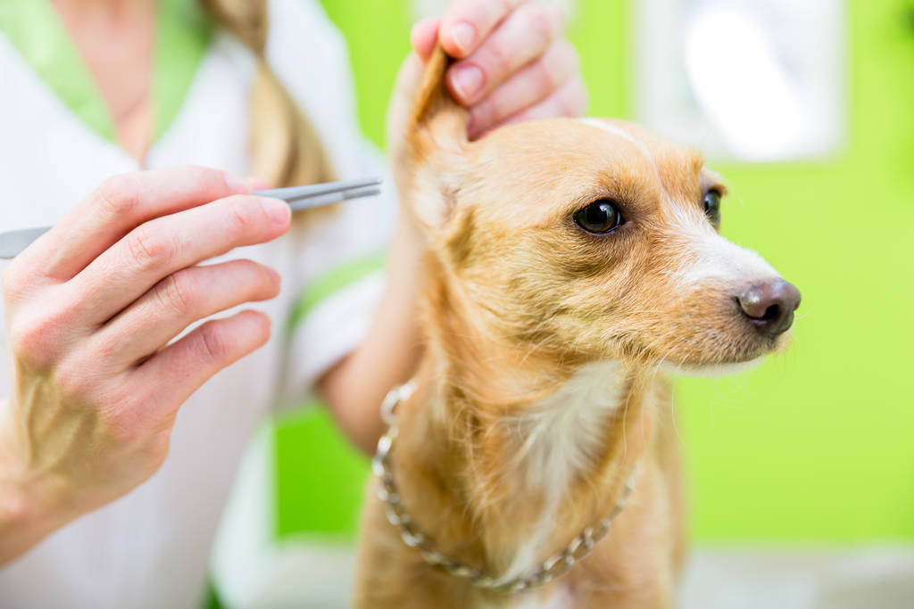 Kutya kap fül tisztító ollók kisállat ápolás szalon - Fotó, kép