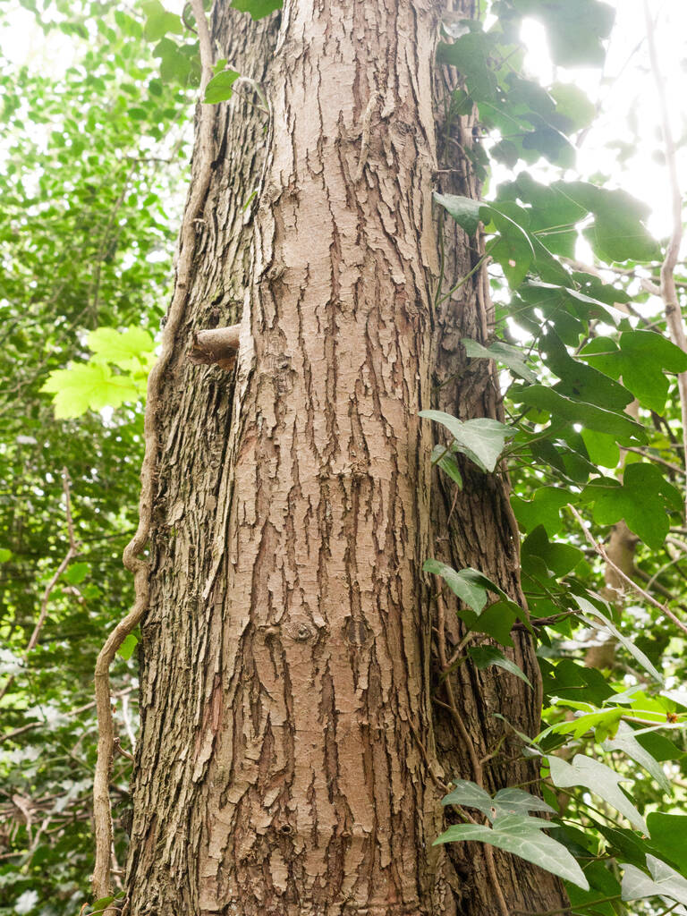 kora drzewa, drewno naturalne teksturowane - Zdjęcie, obraz