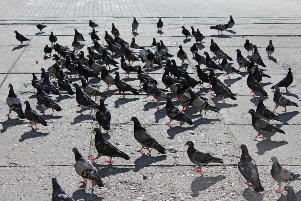 viele Tauben, die in der Stadt leben - Foto, Bild