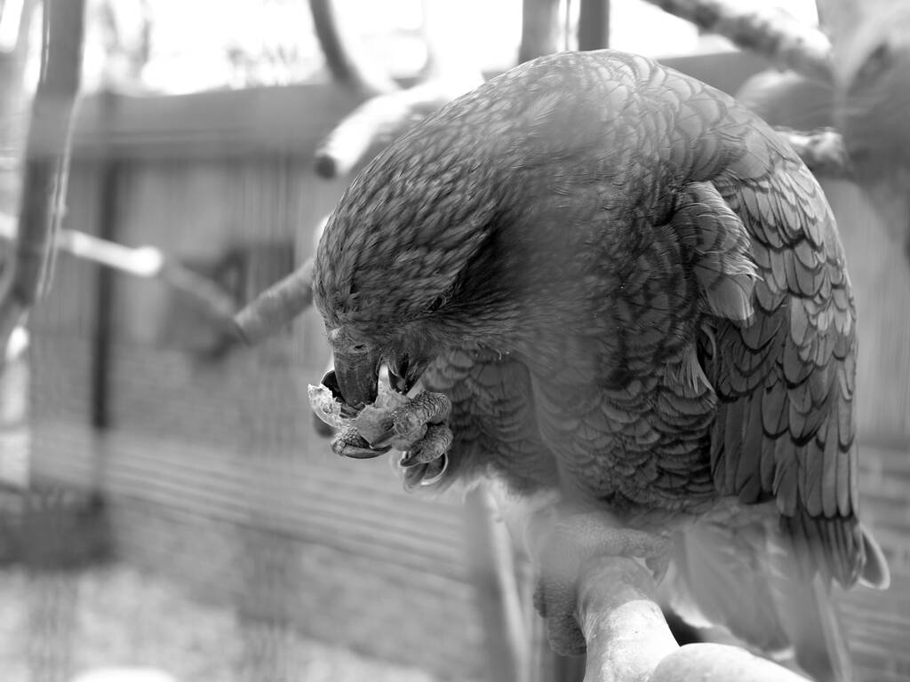 primer plano de un pájaro loro - Foto, imagen