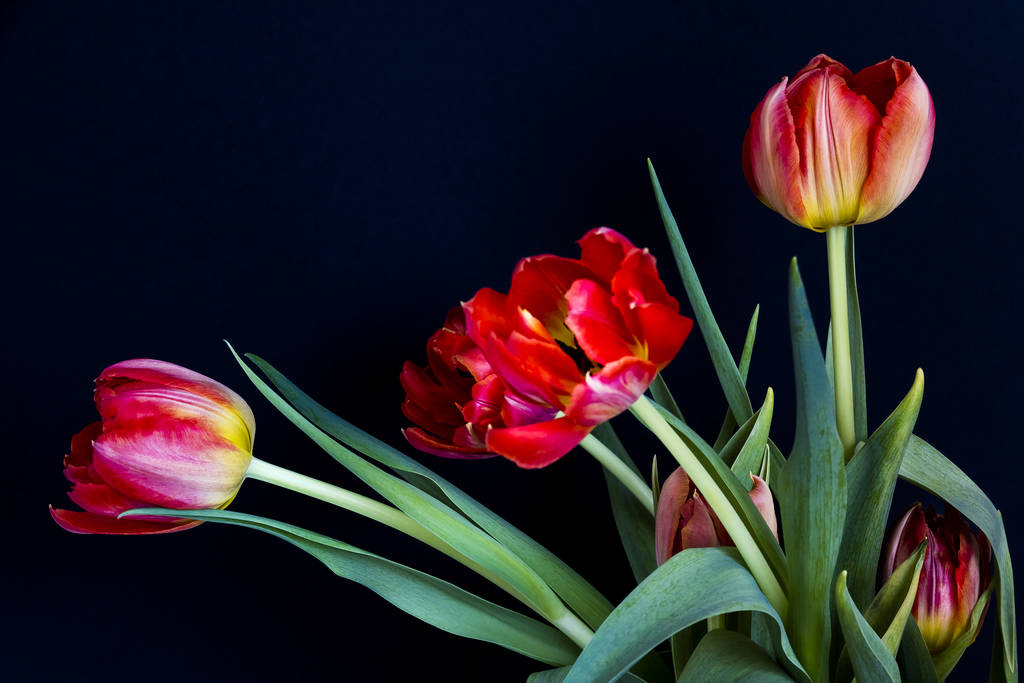 tulp, bloeiende bloemen in de natuur, flora tulpen - Foto, afbeelding