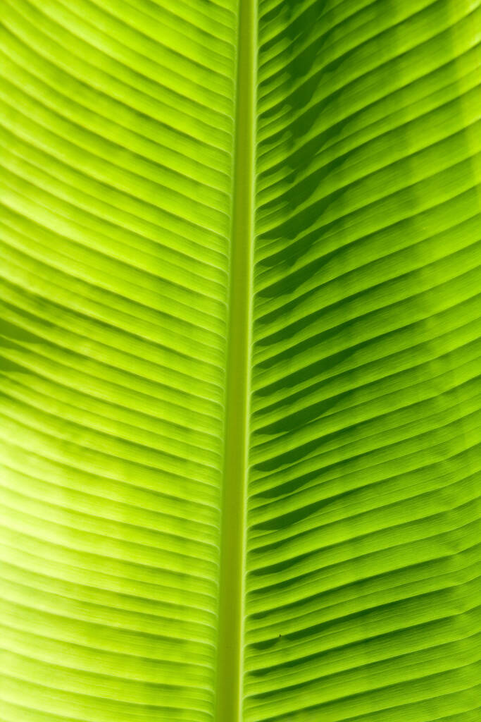 Texture de feuille verte, fond d'écran  - Photo, image
