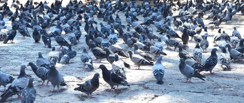 scenic view of pigeon birds - Photo, Image