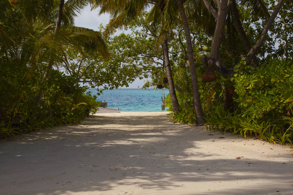 вид на океан через пальмы, путь к пирсу, Мальдивы
 - Фото, изображение