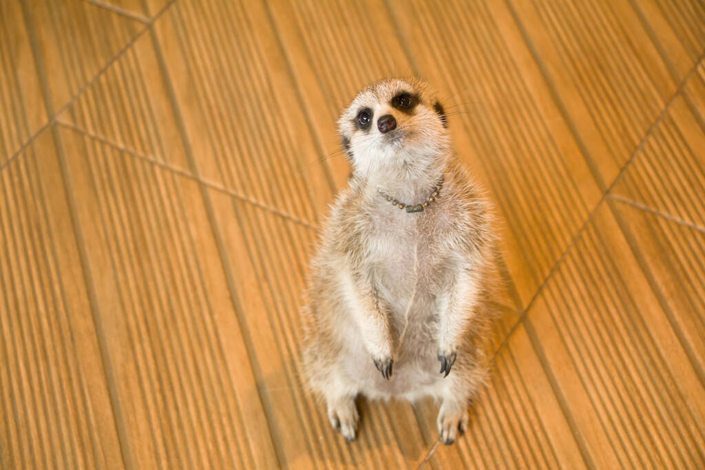 suricato di suricato di suricato animale in natura - Foto, immagini