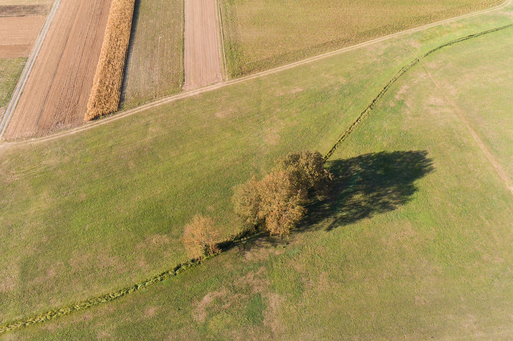 bird view of trees between fields - Photo, Image