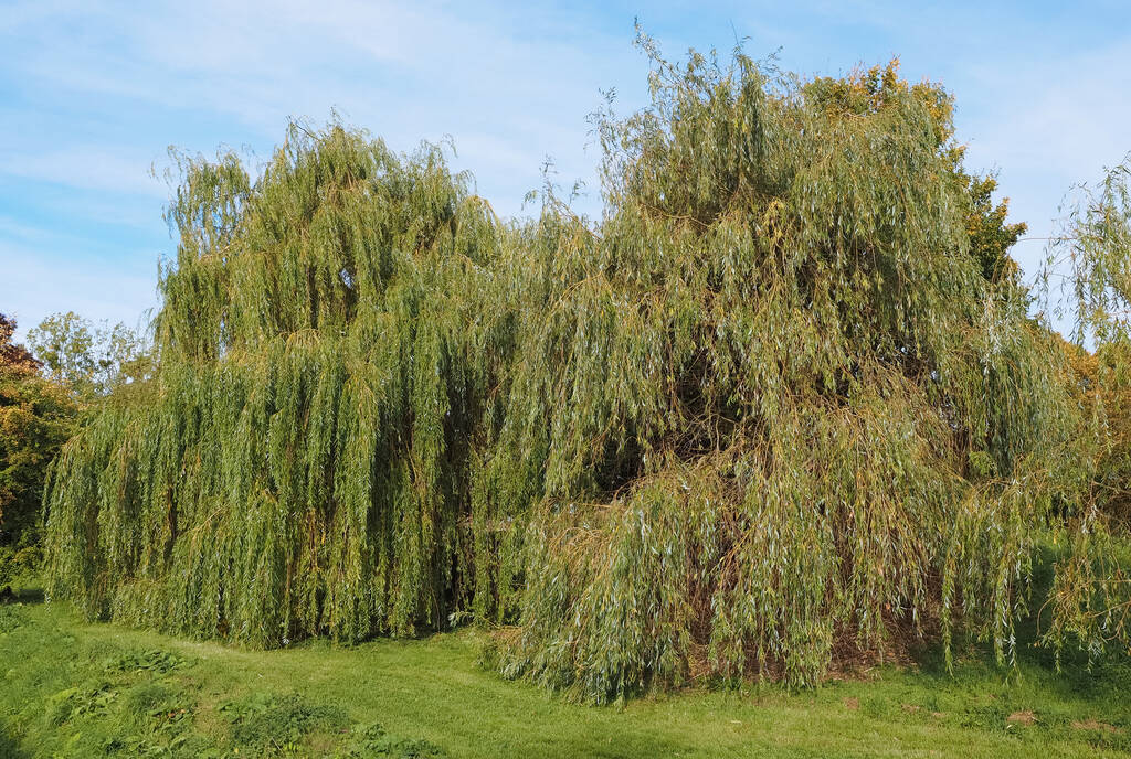 Плачущая ива (Salix babylonica) или вавилонская ива - Фото, изображение