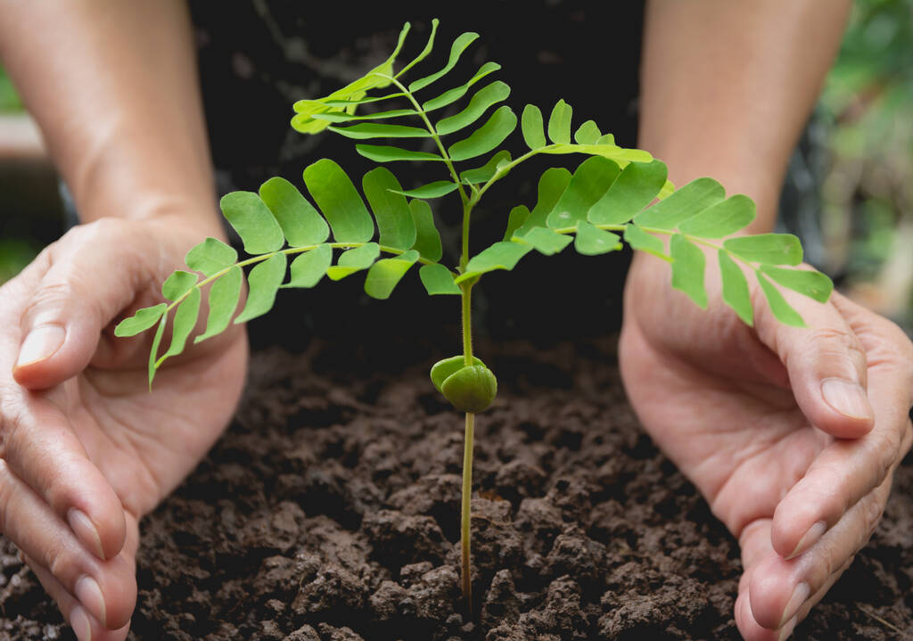 Emberi kéz védelme zöld kis növény élet koncepció.Ökológia koncepció. - Fotó, kép