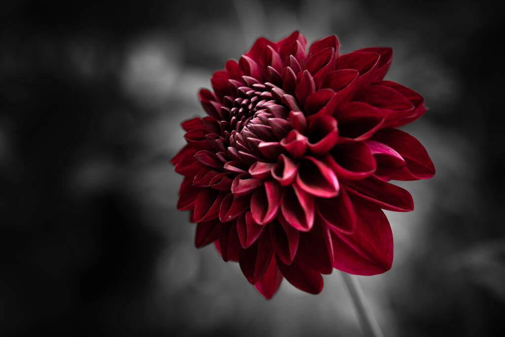 close-up view of beautiful blooming dahlia - Photo, Image