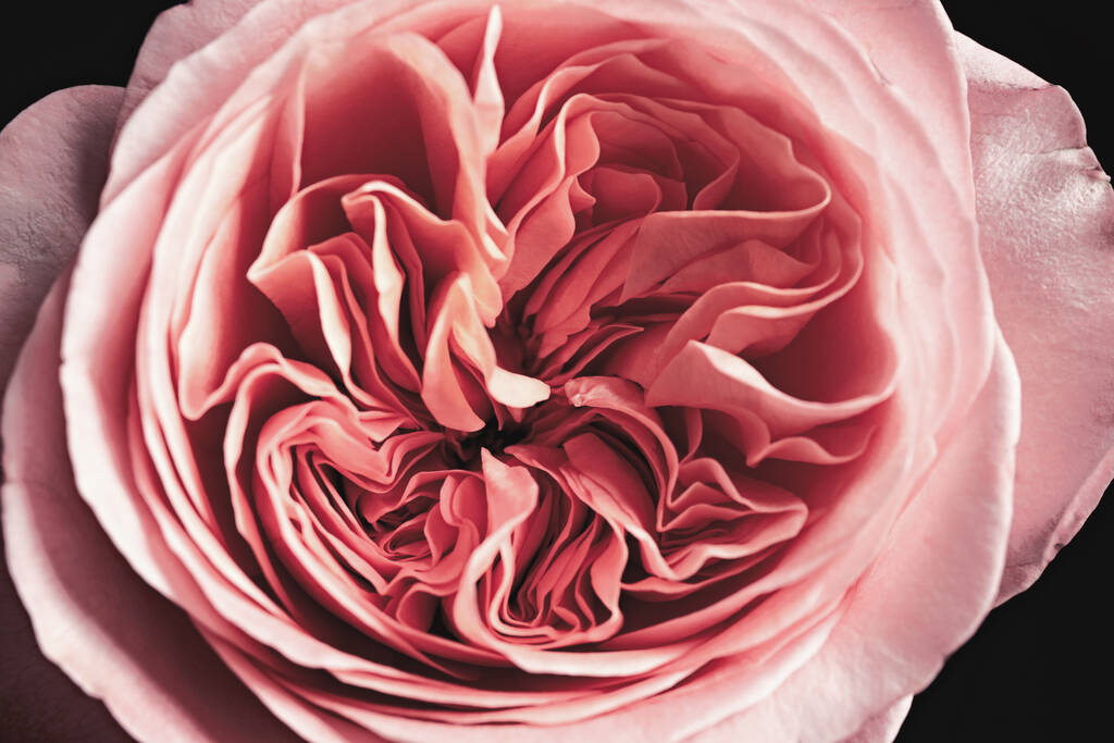 Mooie roos op zwarte achtergrond, close-up. Floral card design met donker vintage effect - Foto, afbeelding