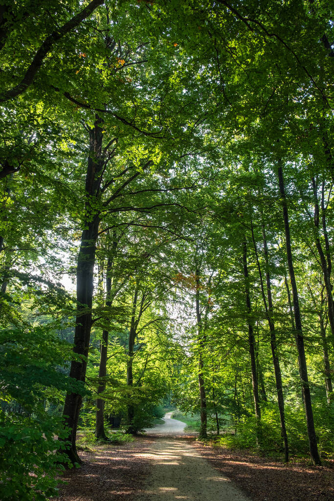 Bosque romántico cerca de la ciudad de Aalen en Alemania en verano - Foto, Imagen
